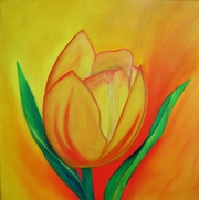 Tulpe